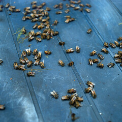 dead bees on a tabl