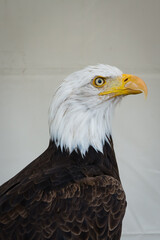 Aigle 02