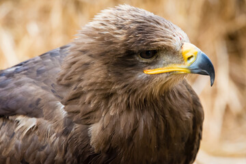 aigle 04
