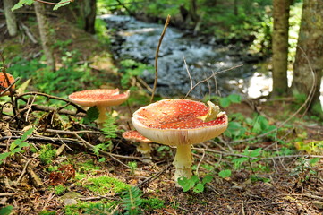 Czerwone muchomory  © Arkadiusz Miazga