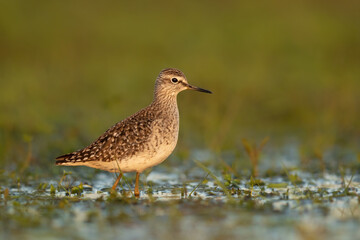 Wood sandpiper feeding in shallow water on the shore of Biebrza river in Biebrza national park