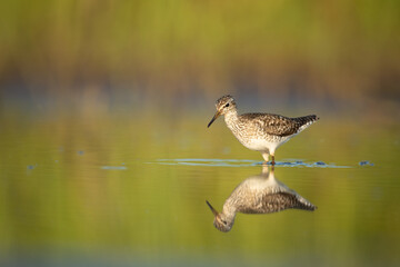 Wood sandpiper feeding in shallow water on the shore of Biebrza river in Biebrza national park
