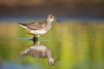 Wood sandpiper feeding in shallow water on the shore of Biebrza river in Biebrza national park