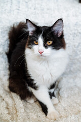 a black and white cat sits and looks at the camera, a domestic fluffy kitten.