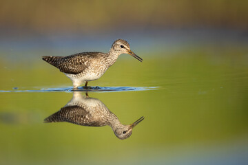 Wood sandpiper feeding in shallow water on the shore of Biebrza river in Biebrza national park