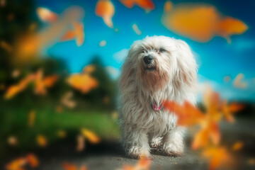 Hund im Herbst