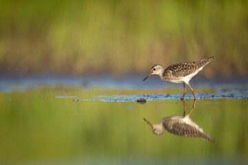 Wood sandpiper feeding in shallow water on the shore of Biebrza river in Biebrza national park