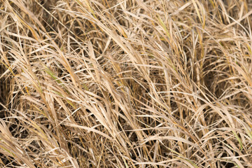 Abstract background of dry grass. Dry grass texture. Selective focus