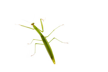 Mantis isolated on a white background