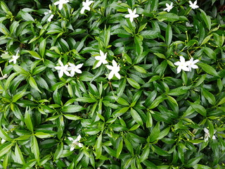 green leaf background with small white flowers. green Background beautiful.