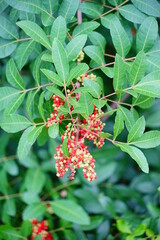 Schefflera arboricola syn. Heptapleurum arboricolum is a flowering plant in the family Araliaceae