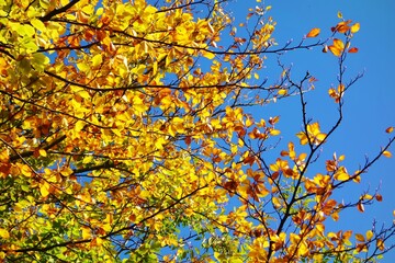 autumn leaves against blue sky