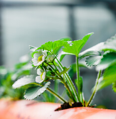 Hydroponics row in plantation. The hydroponics strawberry . Farm, technology concept.