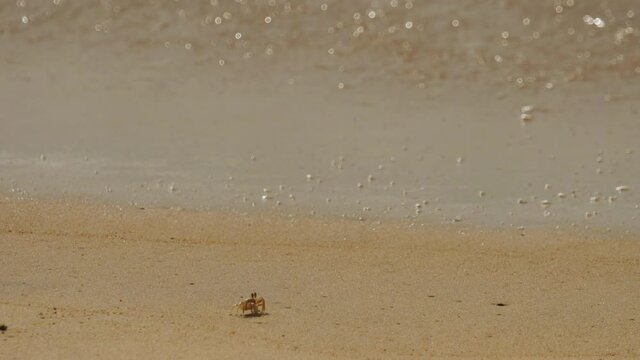 Crab on the sandy beach