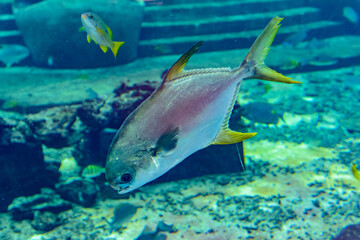 Fototapeta na wymiar Trachinotus blochii or snubnose pompano in Atlantis, Sanya, Hainan, China.. Pompanos are marine fishes in the genus Trachinotus in the family Carangidae (better known as 