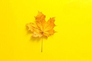 yellow maple leaf on a yellow background