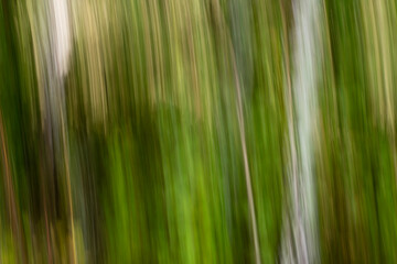 Abstract magic wood trees background. Camera low shutter punning shot