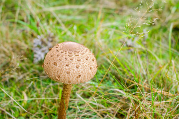 Parasol mushrooms ( Macrolepiota procera ) in the forest