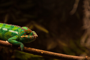 Naklejka na ściany i meble Chameleon on a tree branch. Lizard in zoo park