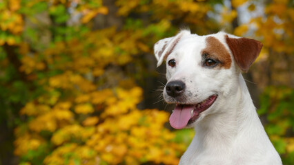 Beautiful autumn terrier puppy outdoors in park