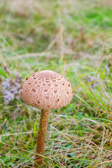 Parasol mushrooms ( Macrolepiota procera ) in the forest