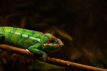 Chameleon on a tree branch. Lizard in zoo park