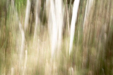 Abstract magic wood trees background. Camera low shutter punning shot