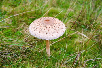 Parasol mushrooms ( Macrolepiota procera ) in the forest