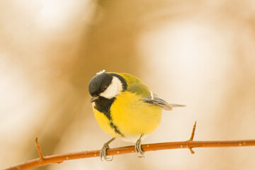 Fototapeta premium titmouse with a snowflake on top of a branch in a winter park
