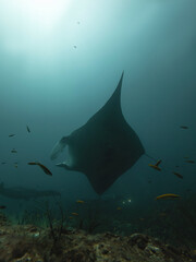 Mantas en Cancun