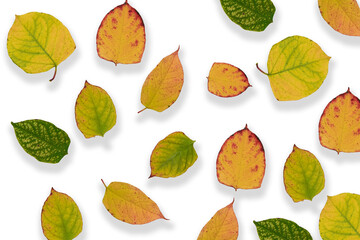 foglie autunno patten composizione colori 