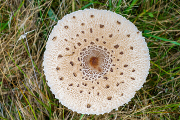 Parasol mushrooms ( Macrolepiota procera ) in the forest