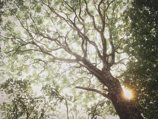 tree in the park