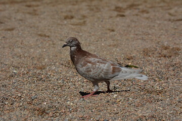pigeon 05
