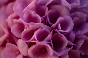 Hortensie - Close up