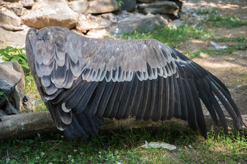 A large bird of prey spread its huge wing. The vulture shows a wingspan. Large grey feathers. Wing....