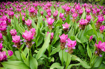 Curcuma sessilis flower in garden for natural background