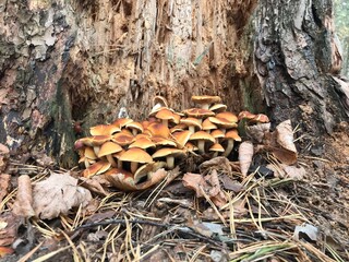 mushrooms in the forest