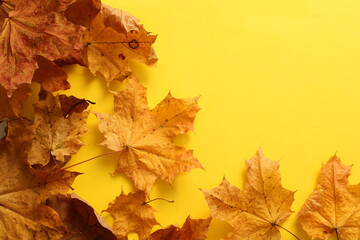 Naklejka na ściany i meble yellow maple leaves on a yellow background
