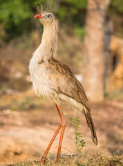 Seriema is a bird found in fields and savannahs in Argentina, Uruguay, Paraguay, Bolivia and Brazil. It reaches 90 cm in length and has gray plumage, blue eyes and a red beak.