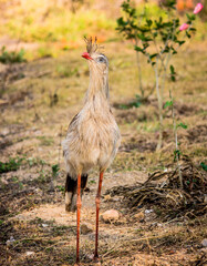 Seriema is a bird found in fields and savannahs in Argentina, Uruguay, Paraguay, Bolivia and Brazil. It reaches 90 cm in length and has gray plumage, blue eyes and a red beak.