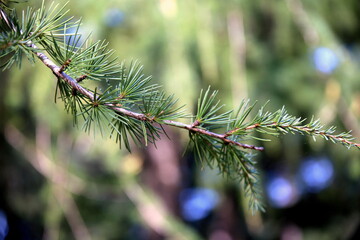 Fir branch in the park with trees in the background