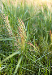 Image of green wet crop glowing in the morning sun