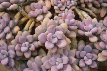 pink succulent like flowers in the garden