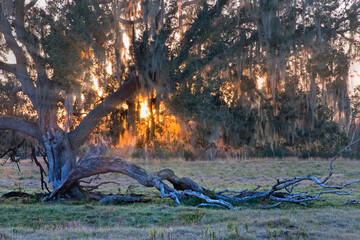 Early morning sun rays though tree