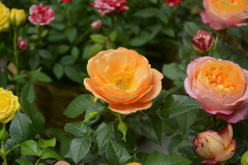 isolated orange color rose blossoms in the middle of green leaves