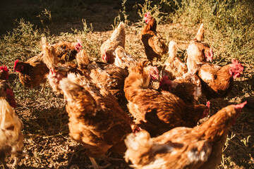 Chickens in the farm feeding ecological poultry