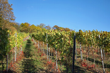 Obraz premium Weinberg Durlach