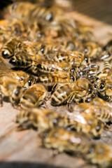 close up of a bee