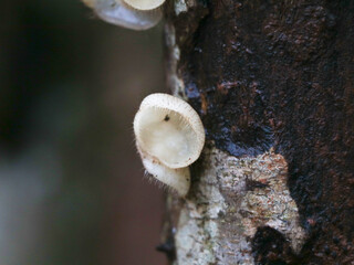 Beautiful  and rare mushrooms or conks  on a tree, selective focus
